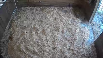 BFSGH Foaling stall 1