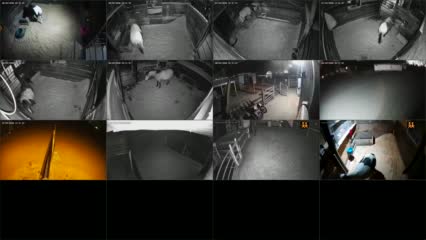 Dynasty Miniature Horses